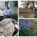 Plantezi flori fără autorizație de la Primărie? Riști o amendă de până la 2.500 de lei!
