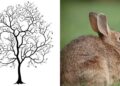 Iluzia optică cu iepurași! Câți iepurași vezi în imagine? Răspunsul în articol!