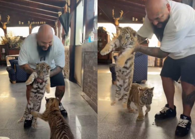 Dani Mocanu, un suflet mare cu o voce de aur, s-a filmat cu doi pui de tigru